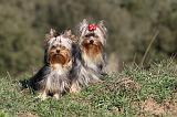YORKSHIRE TERRIER 227